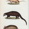1. Le Tamandua. 2. Le Pangolin. 3. Le Tatou à longue queue.