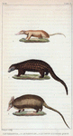 1. Le Tamandua. 2. Le Pangolin. 3. Le Tatou à longue queue.