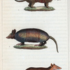 1. L'Encoubert. 2. Le Kabasson [Kabassou]. 3. Le Sarigue.