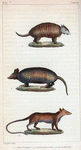 1. L'Encoubert. 2. Le Kabasson [Kabassou]. 3. Le Sarigue.