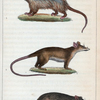 1. Le Sarigue à longs poils. 2. La Marmose. 3. Le Cayopollin.