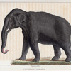 L'Éléphant d'Asie, mâle.