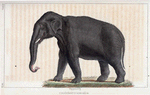 L'Éléphant d'Asie, mâle.