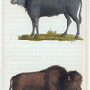 1. Le Buffle. 2. Le Bison.