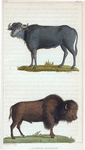 1. Le Buffle. 2. Le Bison.