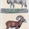1. Le Moufflon. 2. Le Morvant de la Chine.