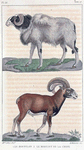 1. Le Moufflon. 2. Le Morvant de la Chine.