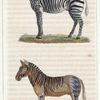 1. Le Zèbre. 2. Le Couagga.
