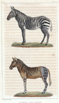1. Le Zèbre. 2. Le Couagga.