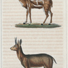 1. Le Klippsringer [Klipspringer]. 2. Le Guib.