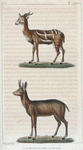 1. Le Klippsringer [Klipspringer]. 2. Le Guib.