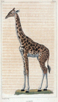La Girafe.