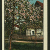 Country scenes