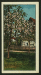 Country scenes