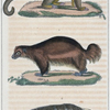 1. Le Glouton. 2. Le Carcajou. 3. Le Kinkajou.