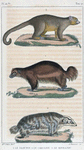 1. Le Glouton. 2. Le Carcajou. 3. Le Kinkajou.