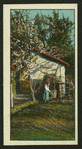 Country scenes