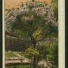 Country scenes