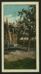 Country scenes