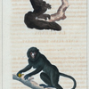 1. La Guenon à nez blanc proéminent. 2. Le Saki.