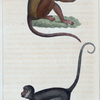1. L'Alouate. 2. Le Coaita.