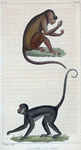 1. L'Alouate. 2. Le Coaita.