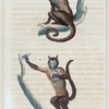 1. Le Sajou Gris. 2. Le Sajou Cornu.