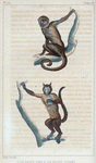 1. Le Sajou Gris. 2. Le Sajou Cornu.