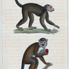 1. Le Saï. 2. Le Saïmiri.