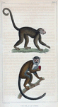 1. Le Saï. 2. Le Saïmiri.