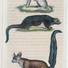 1. L'Aye-Aye. 2. L'Animal anonyme. 3. Le Taguan ou Grand Écureuil volant.