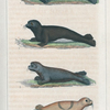 1. Le Phoque à museau ridé. 2. Le Phoque à ventre blanc. 3. Le Phoque à capuchon. 4. Le Phoque à croissant.
