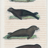 1. Le Phoque commun. 2. L'Ours Marin. 3. Le Lion Marin. 4. Le Morse.