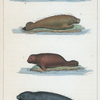 1. Le Dugon. 2. Le Lamantin. 3. Le Grand Lamantin de Kamtschatka. 4. Le Petit Lamantin d'Amérique.