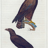 1. Le Grand Aigle. 2. L'Aigle commun.