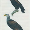 1. Le Petit Aigle. 2. Le Pyguargue [Pygargue].