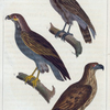 1. Le Balbuzard. 2. L'Orfraie. 3. Le Jean-le-blanc.