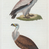 1. Le Percnoptère. 2. Le Griffon.