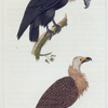 1. Le Vautour à aigrettes. 2. Le Vautour  brun.