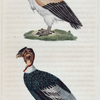 1. Le Roi des Vautours. 2. Le Condor.
