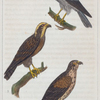 1. L'Oiseau St. Martin. 2. La Soubuse. 3. Le Busard.