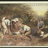 Badger-digging.