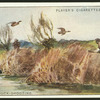 Duck shooting.