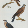 1. Le Hobereau. 2. Le Crécerelle. 3. L'Émerillon.
