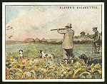 Partridge-shooting over dogs.