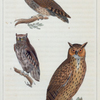 1. Le Grand Duc. 2. Le Hibou. 3. Le Scops.