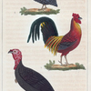 1. Le Coq. 2. Le Dindon. 3. La Pintade.