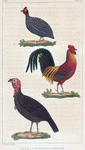 1. Le Coq. 2. Le Dindon. 3. La Pintade.