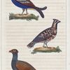 1. Le Tetras. 2. Le Petit Tetras. 3. La Gélinotte.