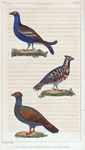 1. Le Tetras. 2. Le Petit Tetras. 3. La Gélinotte.